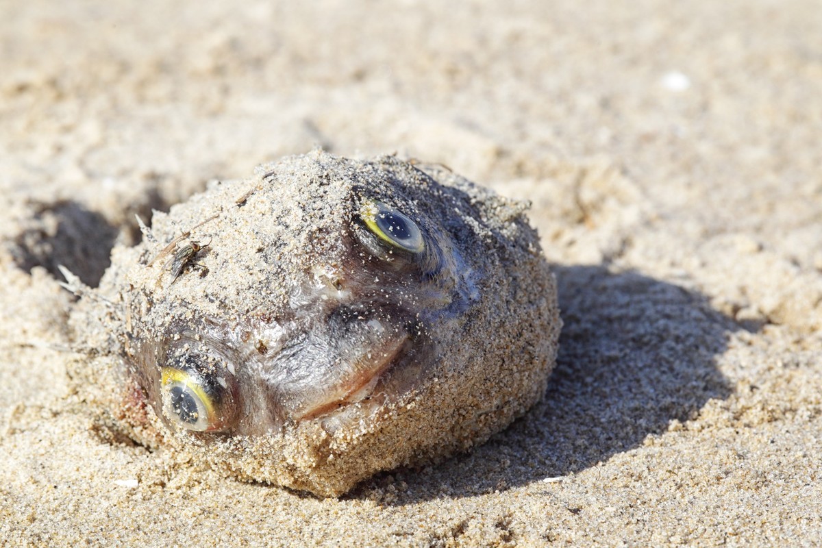 Dead Fish lying on the beach of Lake King in Lakes Entrance, Victoria, Australia. xkwx Lake King, Lakes Entrance, Sand, Victoria, Wildlife, australia, nature, oceania, travel, tourism, fish, dead, bea ...