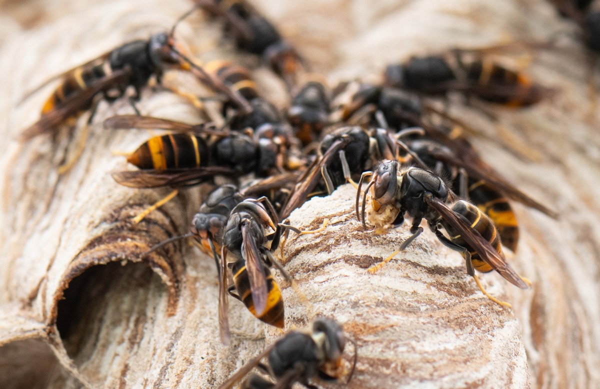 ARCHIV - 09.08.2024, Hessen, Maintal: Asiatische Hornissen sitzen auf ihrem Nest. (zu dpa: «Was tun beim Fund einer Asiatischen Hornisse?») Foto: Boris Roessler/dpa +++ dpa-Bildfunk +++