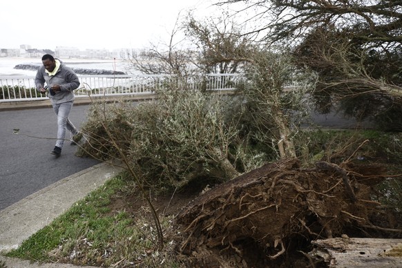 02.11.2023, Frankreich, Pornichet: Ein Mann geht an einem Baum vorbei, der auf die Strandpromenade gestürzt ist. Das Orkantief «Ciaran» («Emir») hat in der Nacht zum 02.11.23 den Nordwesten Frankreich ...