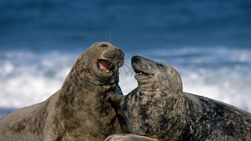 Grey happy seals at Heligoland, Germany