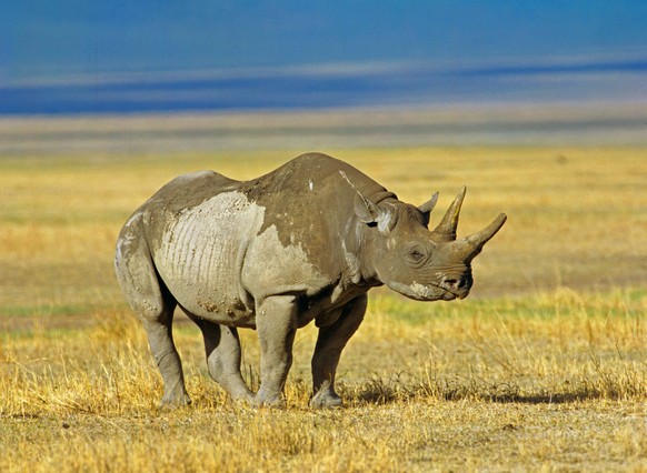 Spitzmaulnashorn, Spitzmaul-Nashorn, Spitzlippennashorn, Spitzlippen-Nashorn, Schwarzes Nashorn Diceros bicornis, steht in der Savanne, Seitenansicht, Afrika black rhinoceros, hooked-lipped rhinoceros ...