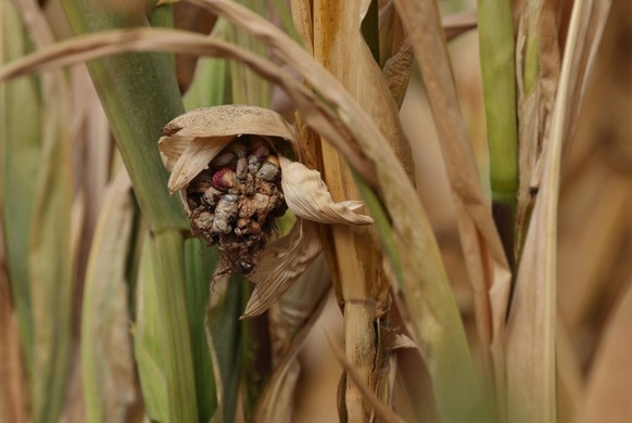 SCHWEDT, GERMANY - AUGUST 17: A disfigured corn cob hangs among dry and stunted plants of corn in a farmer&#039;s field on a hot day on August 17, 2022 near Schwedt, Germany. Germany is facing a persi ...