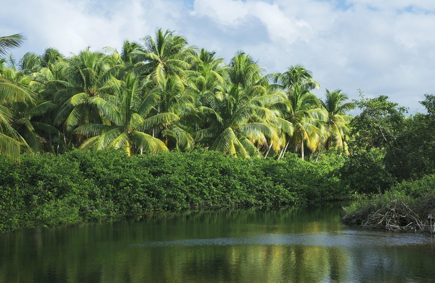 Dominikanische Republik Wald Regenwald Wasser Natur