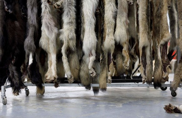 Wolf pelts hang at the Fur Harvesters Auction in in North Bay, Ontario, Canada, on March 22, 2022. - Pandemic, war between Ukraine and Russia, two key markets, and the multiplication of banning by lux ...