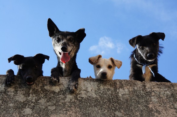Dogs look down from a wall.  Prime Minister of Thuringia, Bodo Ramelow, has now written an ode to his dog as a farewell.
