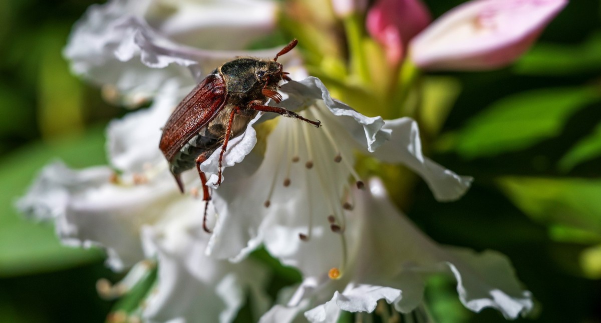 30.04.2024, Bayern, München: Ein Maikäfer krabbelt auf einer Blüte. Foto: Peter Kneffel/dpa +++ dpa-Bildfunk +++