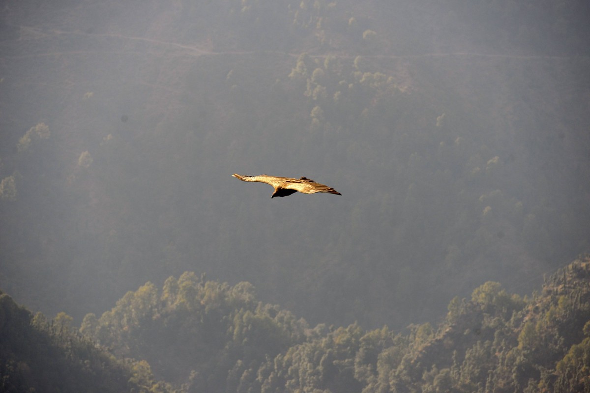 Indiengeier - zuweilen auch Indischer Geier genannt, ist ein Greifvogel aus der Unterfamilie der Altweltgeier - kreisen am Himmel ueber die Berggipfel

sometimes too Indian Geier called is a Birds o ...