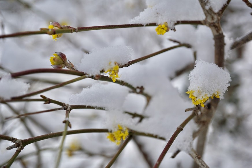 Little yellow flowers under the snow. Little yellow flowers on a tree under the snow. Snow-covered yellow flowers of common dogwood.
