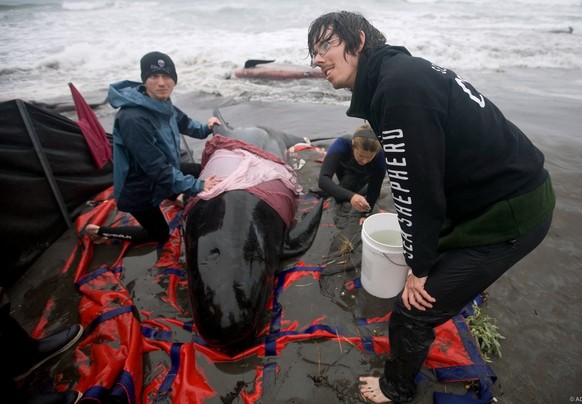 Sea Shepherd crew members Arne Feuerhahn, Emily Hunter, and Peter Hammarstedt, from left, help care for the last remaining live pilot whale at Naracoopa Beach on King Island on Tuesday, Mar. 3 2009. 5 ...