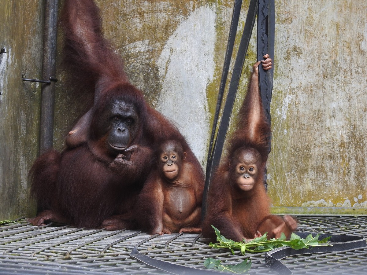 HANDOUT - 02.10.2024, Indonesien, Nyaru Menteng: Das undatierte Handout-Foto der BOS Foundation zeigt die Orang-Utan-Mama Du mit ihrem Sohn Dai und Adoptivtochter Dumel im Rettungszentrum Nyaru Menten ...