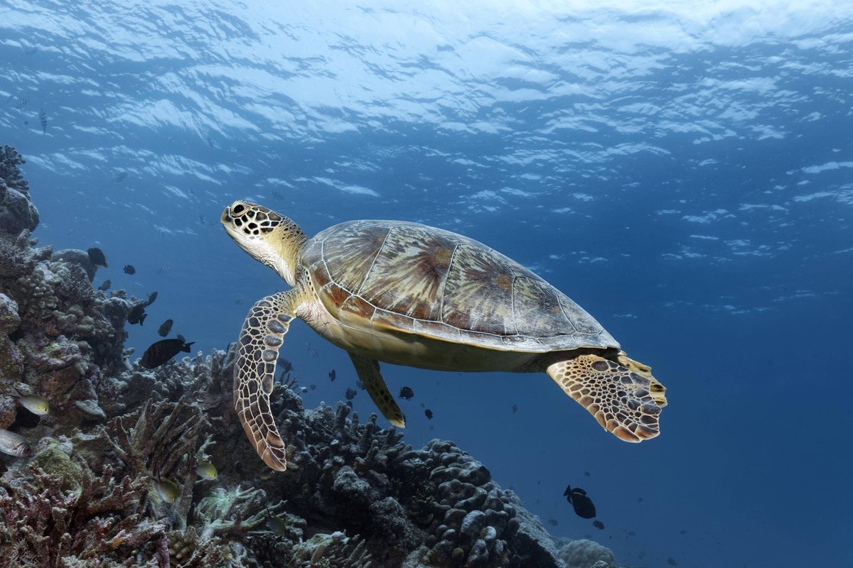 Grüne Meeresschildkröte Chelonia mydas oder Suppenschildkröte, schwimmt über Korallenriff, Andamanen See, Nationalpark Mu Ko Similan, Similan Inseln, Provinz Phang Nga, Thailand, Asien *** Green sea t ...