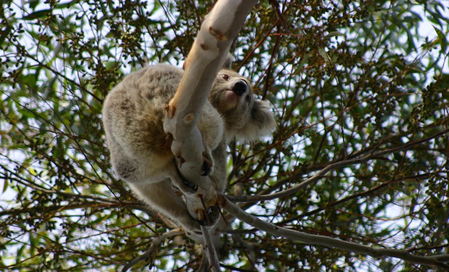 A wild (not Zoo) Koala in an Australian Eucalyptus Tree