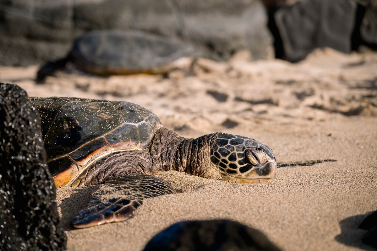 A sea turtle resting on a sandy beach with a blurred background of rocks. Maui, Hawaii 25790798 RECORD DATE NOT STATED