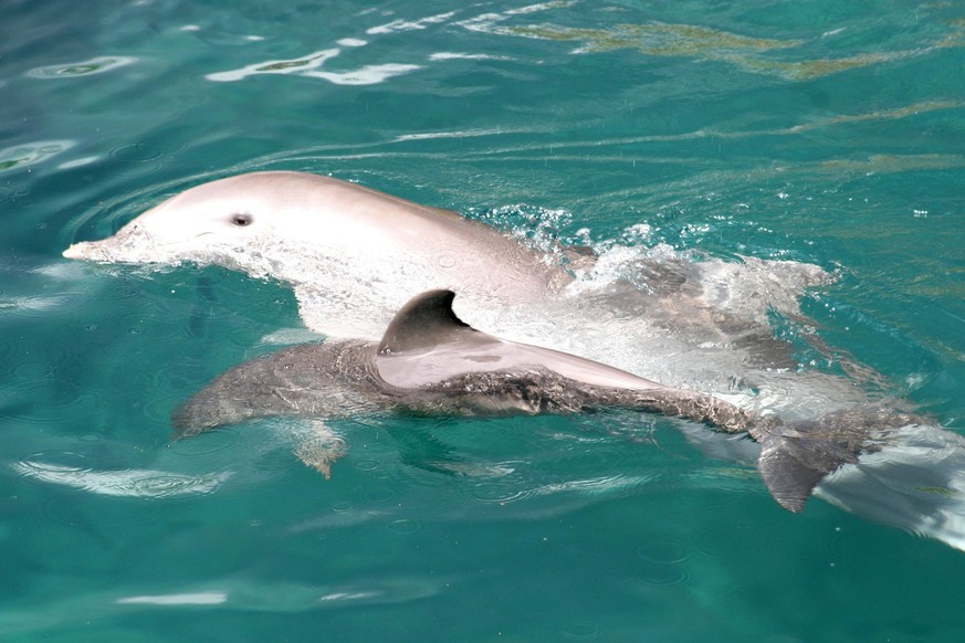 Dolphins seen during a practice at the Xcaret dolphinarium to conserve the species / Eyepix Group Cancun Mexico - ZUMAe321 20221215_zia_e321_070 Copyright: xFranciscoxMorales/xEyepixxGroupx