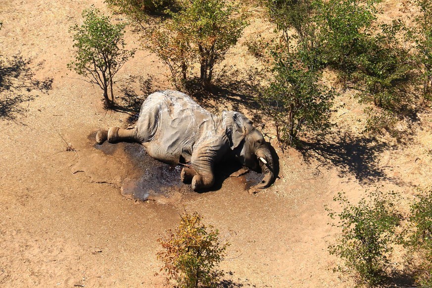 ARCHIV - 25.05.2020, Botsuana, Okavango Delta: ACHTUNG: GRAPHIC CONTENT - Ein toter Elefant liegt in einem Gebüsch. Die Behörden in Botsuana haben Bakterien als Ursache für ein Massensterben von Elefa ...