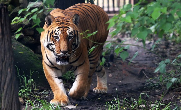 (160729) -- KATHMANDU, July 29, 2016 -- A Royal Bengal Tiger roams at Central Zoo on International Tiger day in Jawalakhel in Kathmandu, Nepal, July 29, 2016. International Tiger day is celebrated ann ...