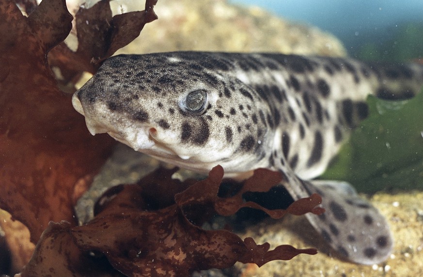 UNSPECIFIED - CIRCA 2003: Nursehound or Large-spotted dogfish (Scyliorhinus stellaris), Carcharhiniformes. (Photo by DeAgostini/Getty Images)