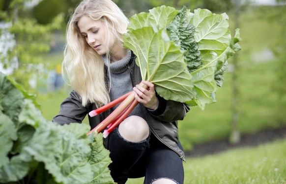 Gemeiner Rhabarber, Rhabarber (Rheum rhabarbarum), junge blonde Frau pflueckt frischen Rharbarber, Deutschland | rhubarb (Rheum rhabarbarum), young blond woman picking fresh rhubarb , Germany