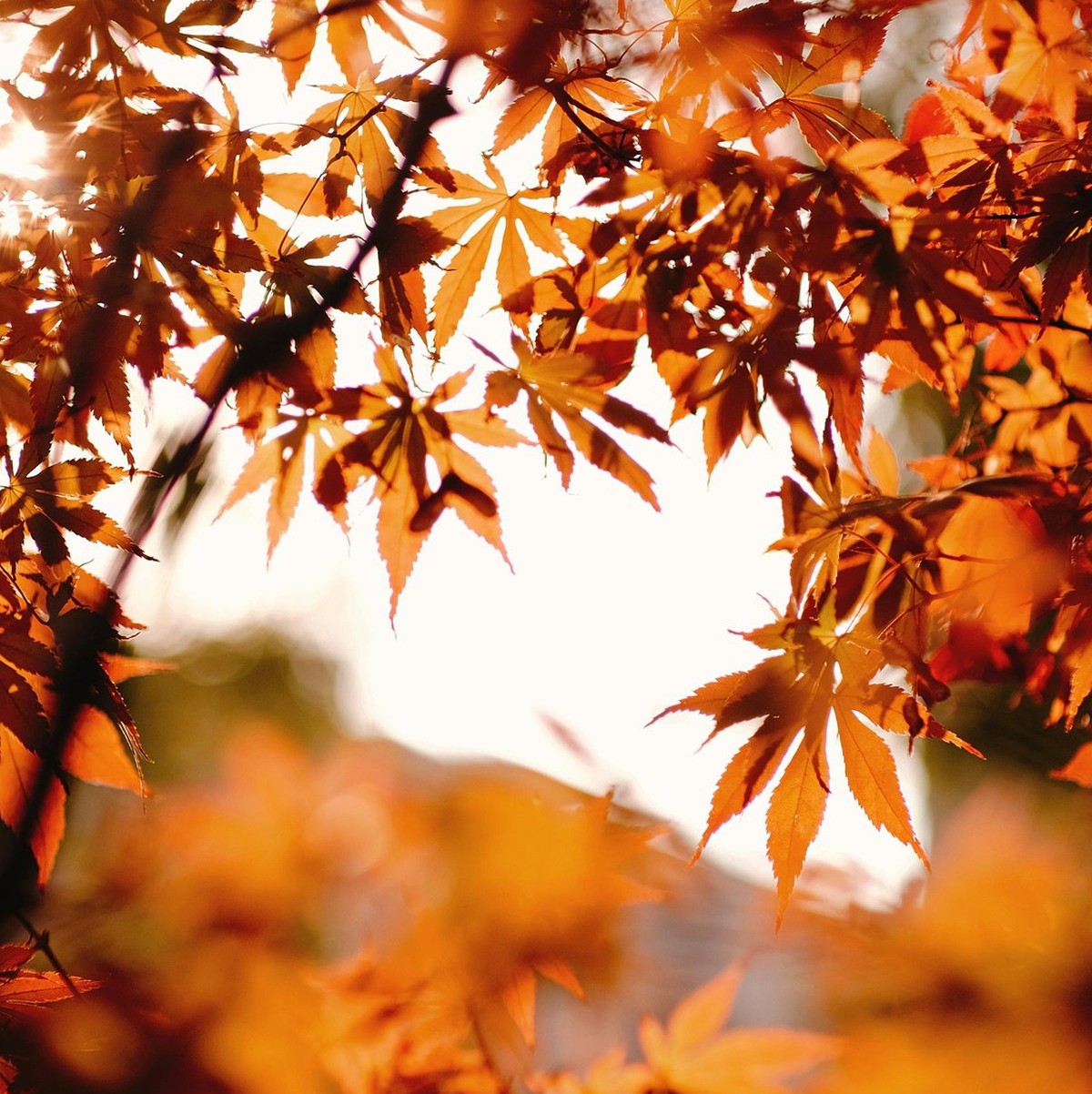 Herbst