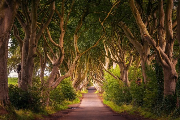 The Dark Hedges in Nordirland war ein Drehort für "Game of Thrones". Arya Stark flüchtet über diese Straße aus Königsmund.
