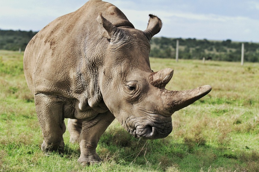 Das Nördliche Breitmaulnashorn lebt in Kenia. Nur zwei weibliche Tiere leben noch.