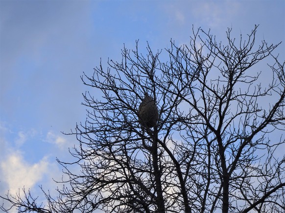 HANDOUT - 14.11.2022, Rheinland-Pfalz, ---: In einer Baumnkrone h�ngt das Nest von asiatischen Hornissen (Aufnahmeort unbekannt). (zu dpa �Experten: Asiatische Hornisse breitet sich im Land aus�) Foto ...