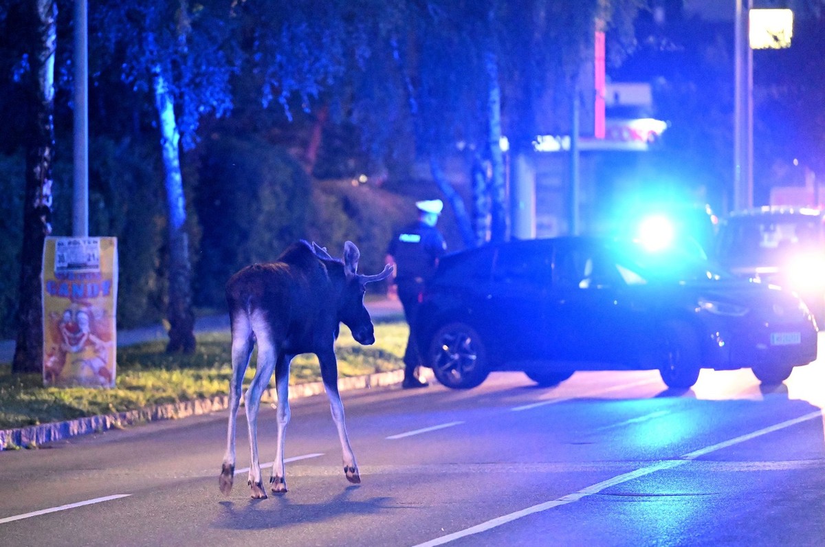 06.09.2025, �sterreich, St. P�lten: Elch &quot;Emil&quot; steht vor einem Polizeiwagen auf einer Stra�e. Seit rund zweieinhalb Wochen ist &quot;Emil&quot; als &quot;Wahl-Nieder�sterreicher&quot; im Bu ...