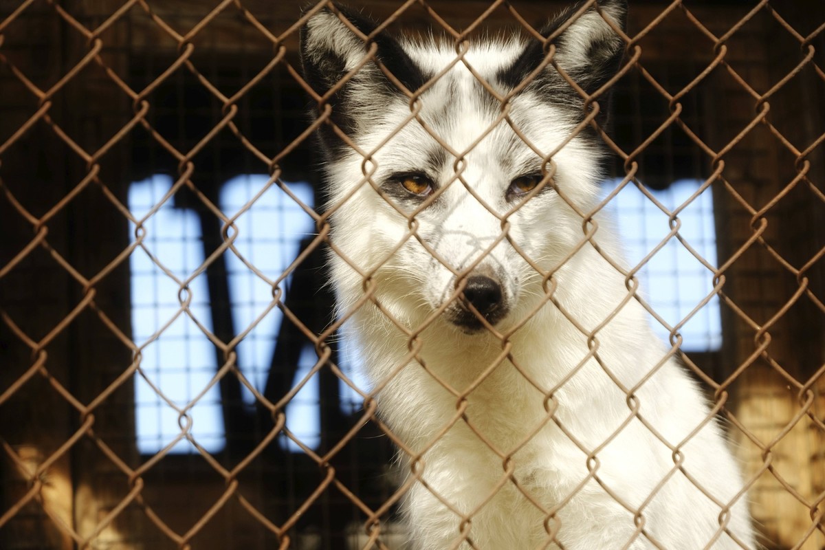 Pelzfarm. Jungfuchs im Käfig Fur farm. Young fox in the cage Copyright: imageBROKER/kovalvs ibxiqx13094267.jpg Bitte beachten Sie die gesetzlichen Bestimmungen des deutschen Urheberrechtes hinsichtlic ...