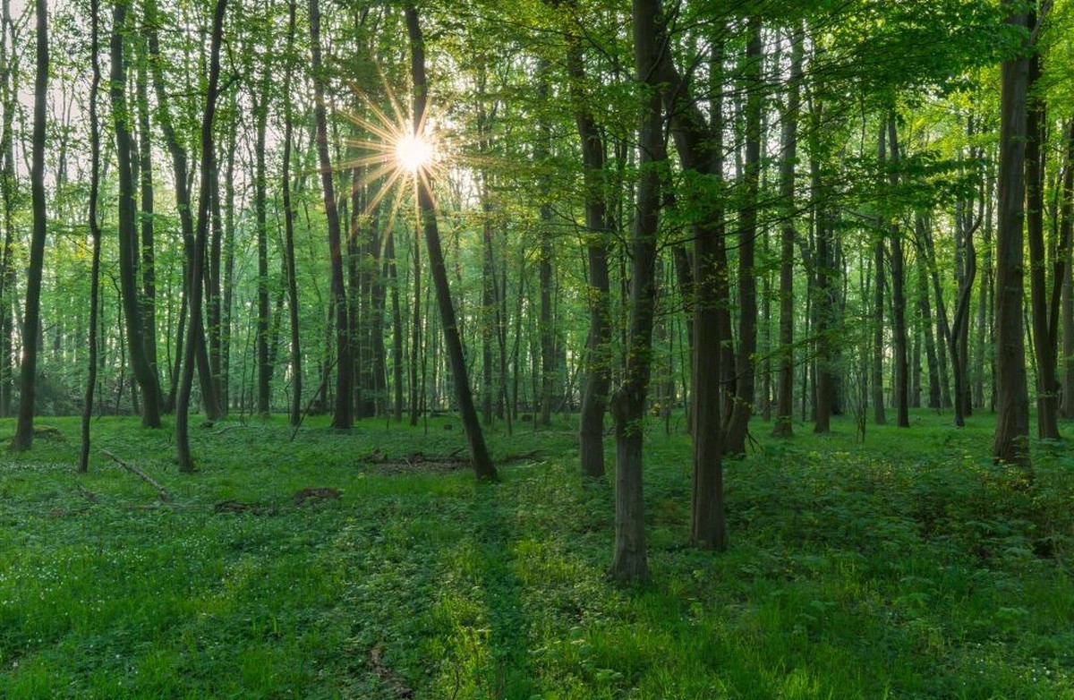 Sun shining through European beech / common beech (Fagus sylvatica) trees in deciduous forest in spring. (Photo by: Sven-Erik Arndt/Arterra/Universal Images Group via Getty Images)
