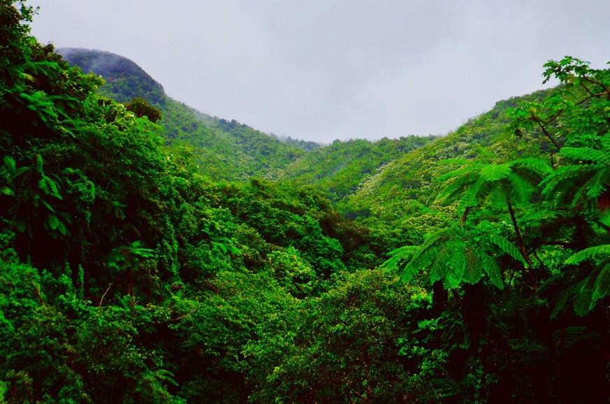 Für den Anbau von Soja, Kaffee, Palmöl und Kakao werden oft große Flächen des wertvollen Regenwaldes abgeholzt.