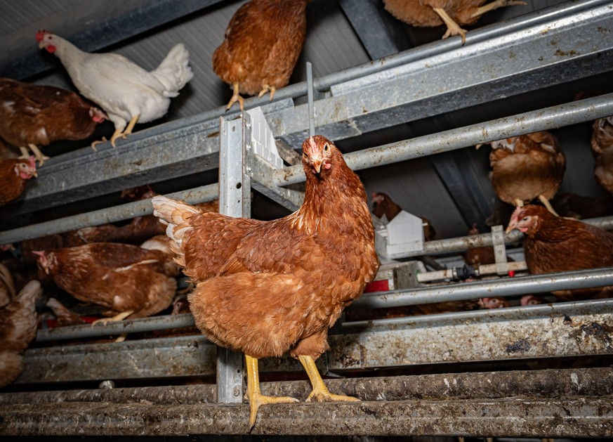 Mobiler Hühnerstall von innen - ein Huhn klettert auf der hohen Stalleinrichtung, Symbolfoto. Besuch bei einem Direktvermarkter von frischen Hühnereiern. Die Hühner werden teilweise in einem Hühnermob ...