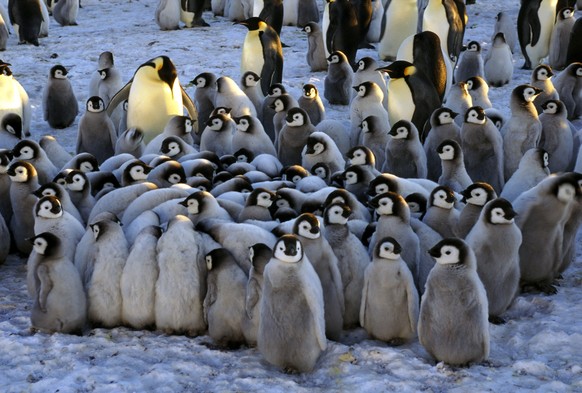 In der Gruppe ist's doch am wärmsten: Pinguin-Küken in der Atka-Bucht.