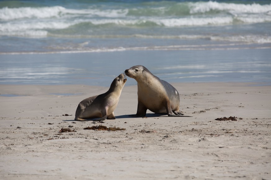 Some seals in a white sand beach in Australia. They are relaxing and playing under the sun. Image available also in RAW.