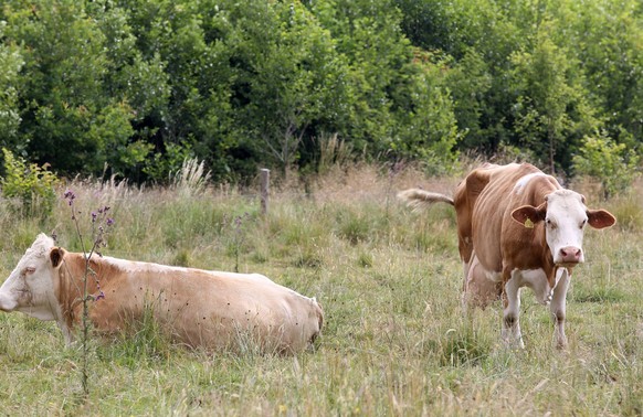 Sommertag im Siegerland. Kuehe Kühe auf einer Weide bei Burbach-Lippe. Sommer im Siegerland am 09.07.2022 in Burbach/Deutschland. *** summer day in the Siegerland cows cows on a pasture near Burbach L ...