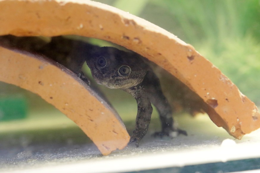 A &#039;Rana del Loa&#039; (Loa&#039;s Frog), under danger of extinction, is pictured inside a laboratory where has been successfully reproduced, in Santiago, Chile, October 20, 2020. Picture taken Oc ...