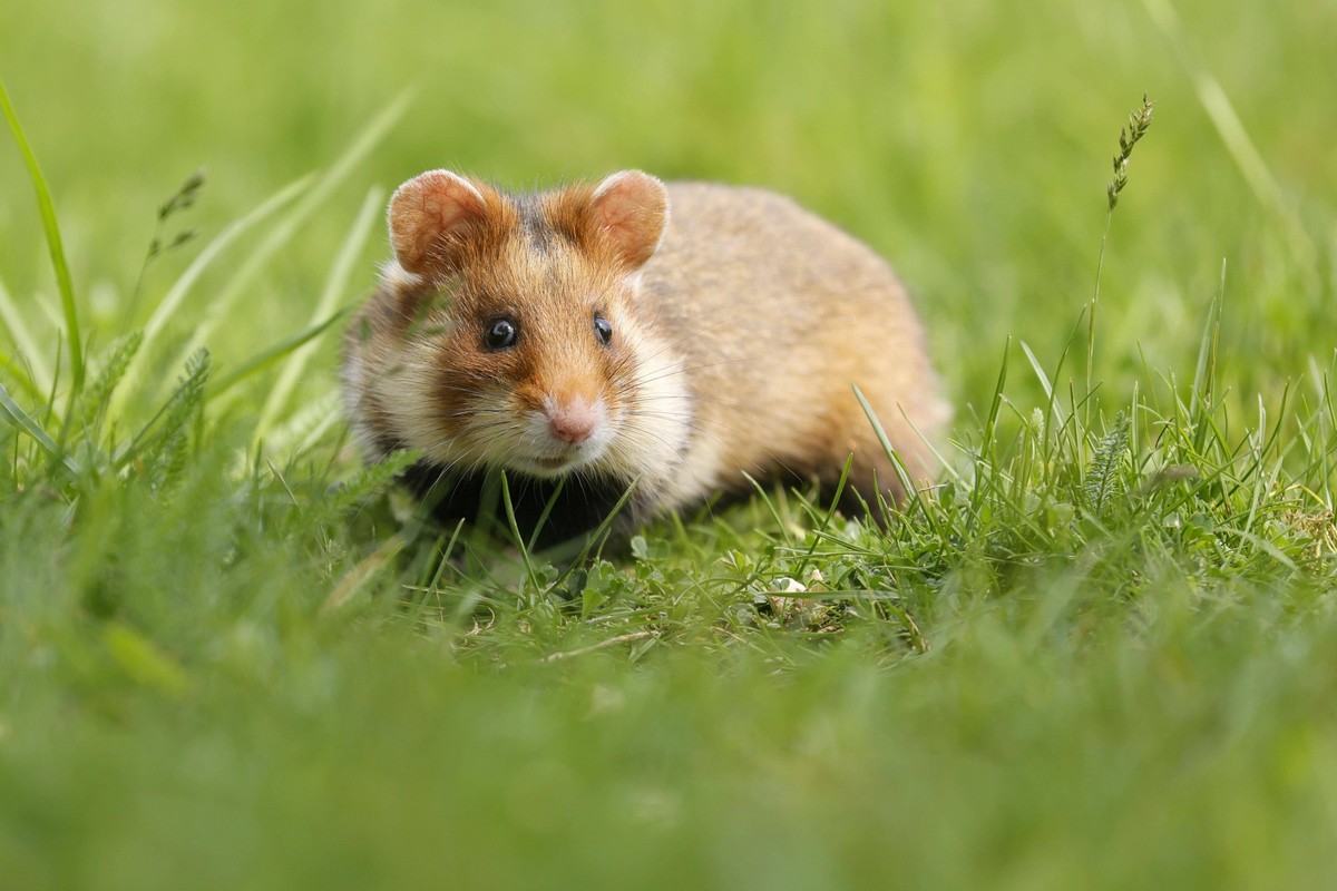 Feldhamster Cricetus cricetus auf einer Wiese, wildlife, Österreich, Europa *** Field hamster Cricetus Cricetus at a Meadow, wildlife, Austria, Europe Copyright: imageBROKER/RonaldxWittek ibxron093186 ...