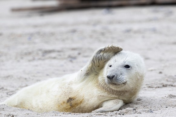 A seal pup lying in the sand and waves his fin.