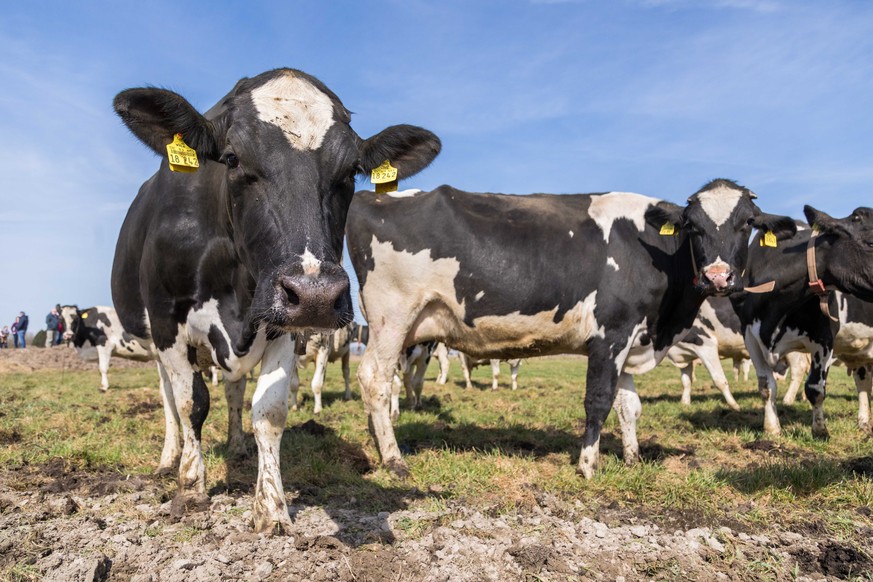 Kühe stoßen Methan aus – jedoch produzieren sie lange nicht so viel wie der Mensch.  