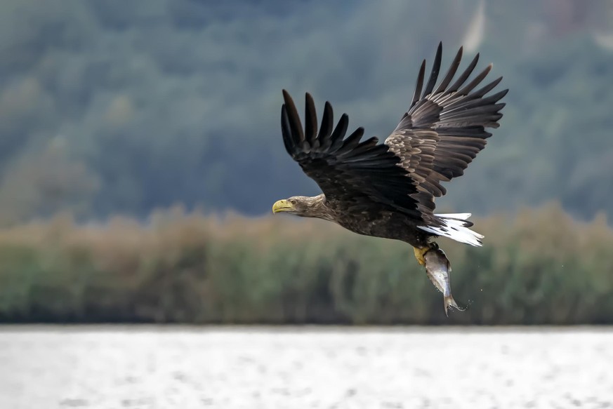 white tailed eagle (Haliaeetus albicilla) taking a fish out of the water of the oder delta in Poland, europe. Copy space.