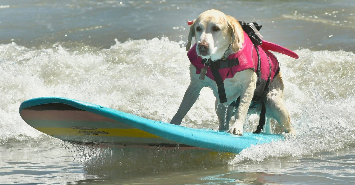 Syndication: Florida Today Lily, a yellow Labrador from Port St. Lucie, competes at the 12th Annual East Coast Dog Surfing Festival at Lori Wilson Park in Cocoa Beach, held Easter Sunday. In addition  ...