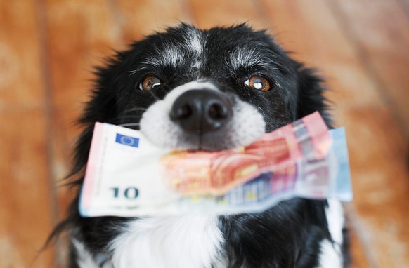 Cute Dog Holding Money in Mouth. Black and White Border Collie with Euro Banknotes.