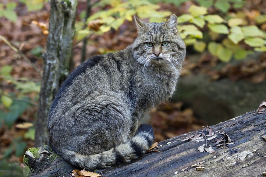 european wildcat , female, in autumn leaves