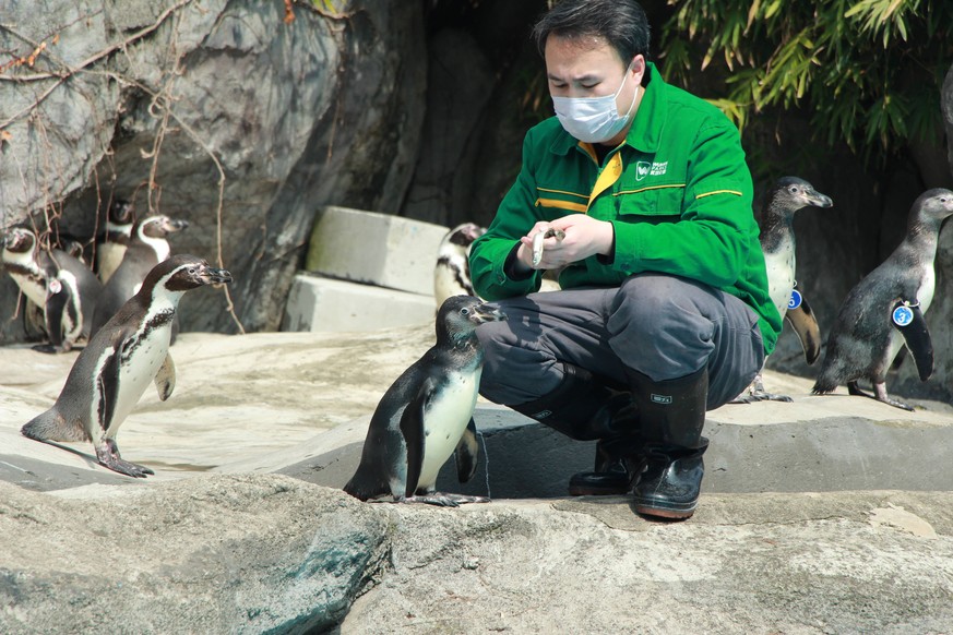 200313 -- WUHAN, March 13, 2020 -- A breeder feeds penguins at Wuhan Zoo in Wuhan, central China s Hubei Province, March 7, 2020. Wuhan Zoo was closed on Jan. 22 after the novel coronavirus outbreak. ...