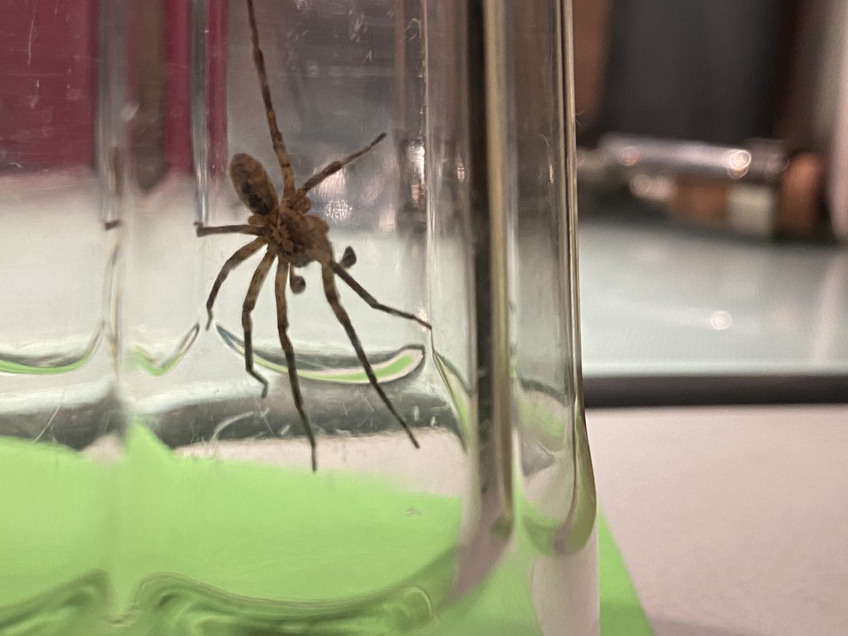 Large black spider trapped in the jar