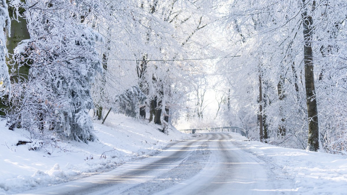 Snow covered branches of the pine trees in the winter mountain forest. Winter nature landscape.