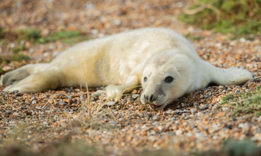 Grey Seal breeding season at Blakeney Point in Norfolk on Monday 23rd November 2020. (Photo by Leila Coker/MI News/NurPhoto via Getty Images)
