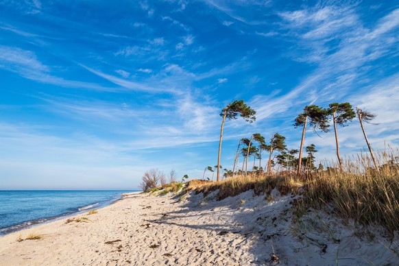 Bäume am Weststrand auf dem Fischland-Darß.