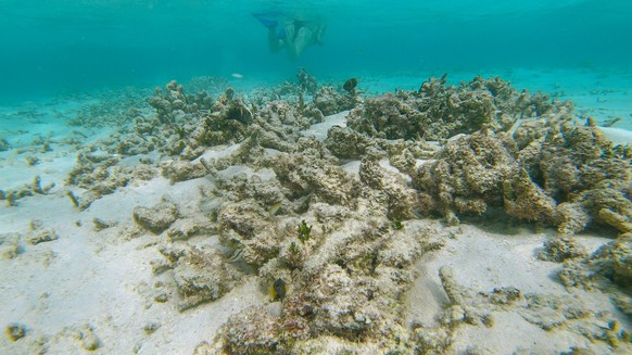 UNDERWATER: Unrecognizable female diver explores the bleak coral reef graveyard. Active young woman on a snorkeling vacation in the Maldives finds a bleached coral reef destroyed by climate change.
