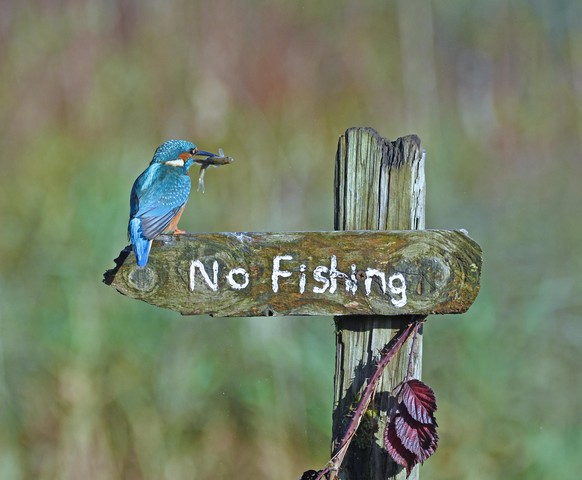Kingfisher fischt vor Nicht-Fischen-Schild