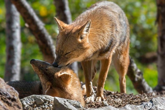 Golden jackal (Canis aureus) male greeting female partner, canids native to Southeast Europe and Asia. (Photo by: Philippe Clement/Arterra/Universal Images Group via Getty Images)